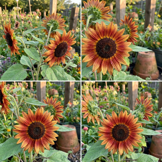 Sunflower Autumn Beauty Helianthus Annuus – Colorful Garden Flower Seeds