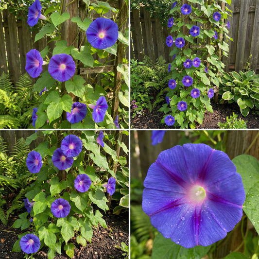 Ionia Japanese Morning – Garden Flower Seeds