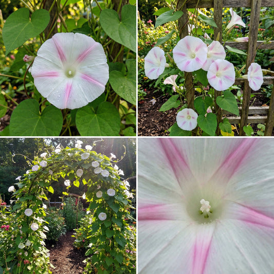 Shiva Ipomoea Purpurea – Garden Flower Seeds