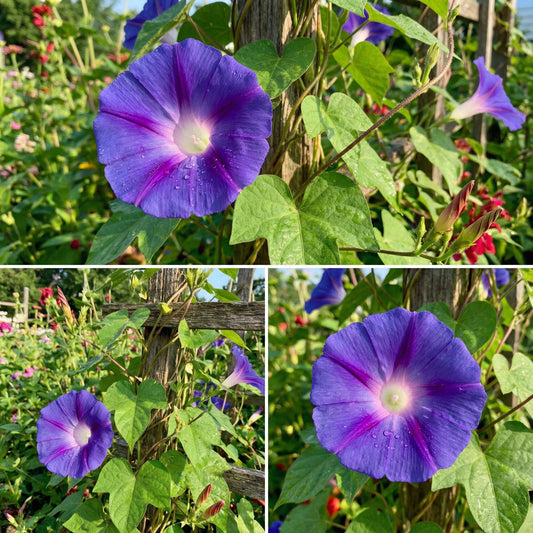 Blue Blast Japanese – Garden Flower Seeds