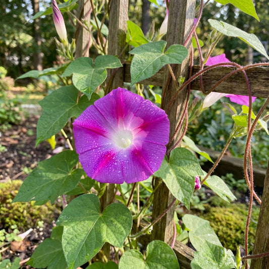 Kikyo Fuchsia Japanese – Garden Flower Seeds