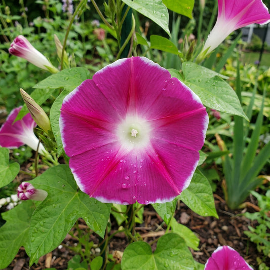 The Spring Of – Garden Flower Seeds