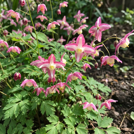 Bishop’s Cap – Colorful Wildflower Garden Seeds