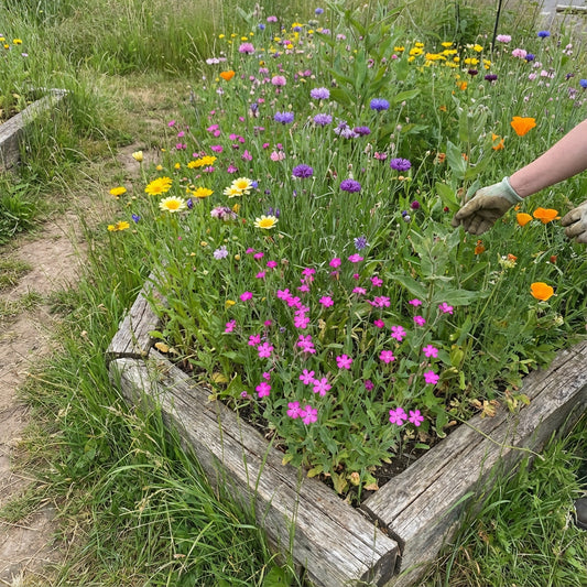 None So Pretty Catchfly – Colorful Wildflower Garden Seeds
