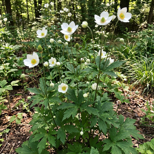 Tall Thimbleweed – Colorful Wildflower Garden Seeds