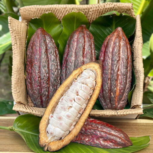 Ripe Cacao Shell Seeds for Planting – Tropical Cacao Pod Seed Variety
