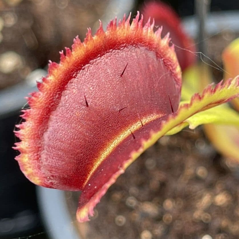 Venus Flytrap ‘Sawtooth’ Seeds – Non-GMO, Heirloom, Easy to Grow Carnivorous Plant Variety