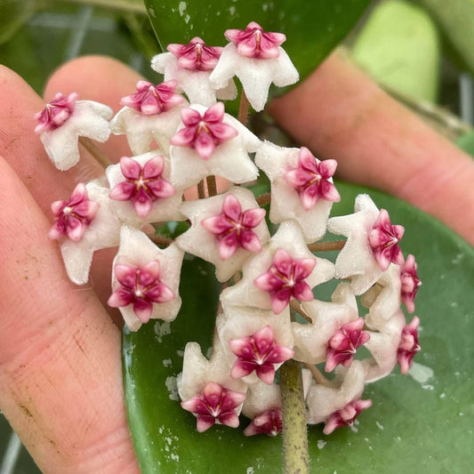 Hoya Obovata ‘Splash’ – Heirloom, Non-GMO, Easy-to-Grow Tropical Houseplant