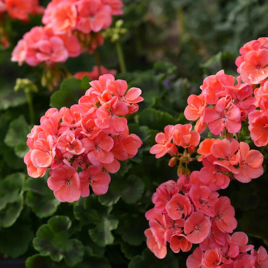 Geranium Horizon Deep Salmon Seeds Vibrant Coral Blooms Compact & Early-Flowering Variety