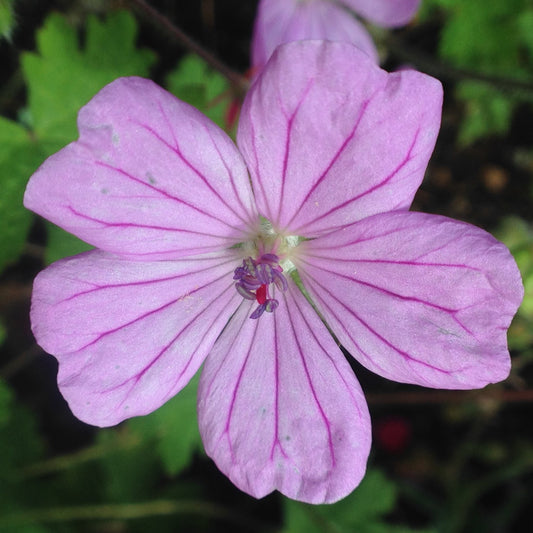 Geranium Albanum Seeds Hardy Perennial Blooms Elegant Pink Garden Flower