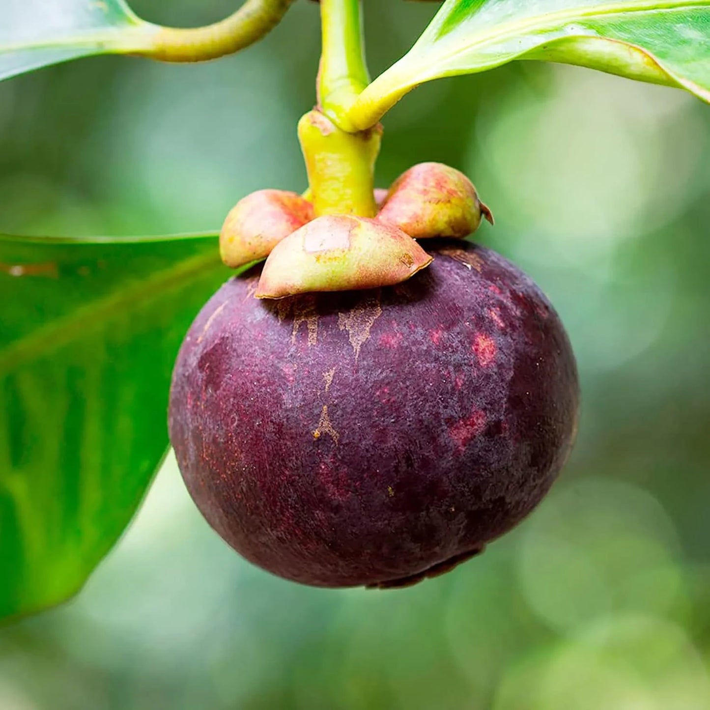 Mangosteen (Garcinia mangostana) Seeds for Planting – Heirloom, Non-GMO, Tropical, Easy to Grow, Perennial