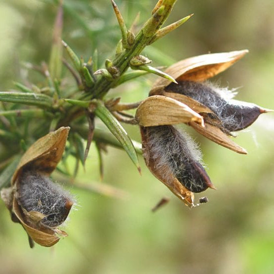 Gorse Seeds Ulex Europaeus Bright Yellow Flowering Shrub - Hardy Drought-Tolerant Plant