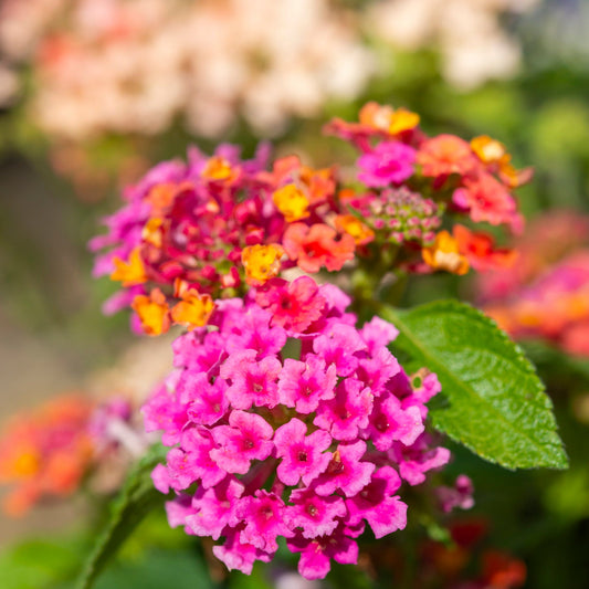 Pinkie Lantana Seeds Soft Pink & Cream Blooms Hardy Perennial for Pots & Butterfly Gardens