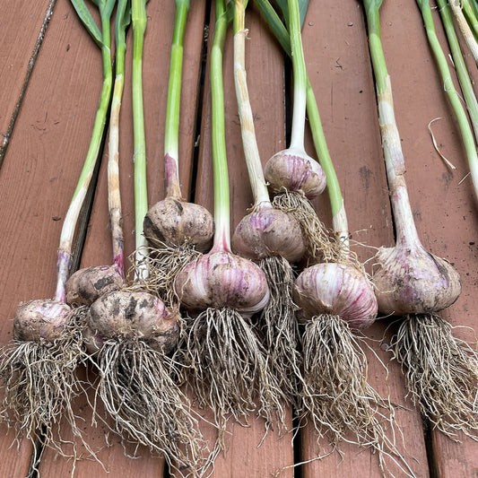 Elephant Garlic – Large Vegetable Garden Seeds