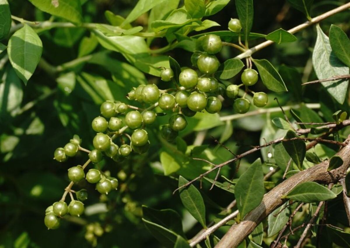 Lawsonia Inermis – Fragrant Henna Tree Shrub Seeds