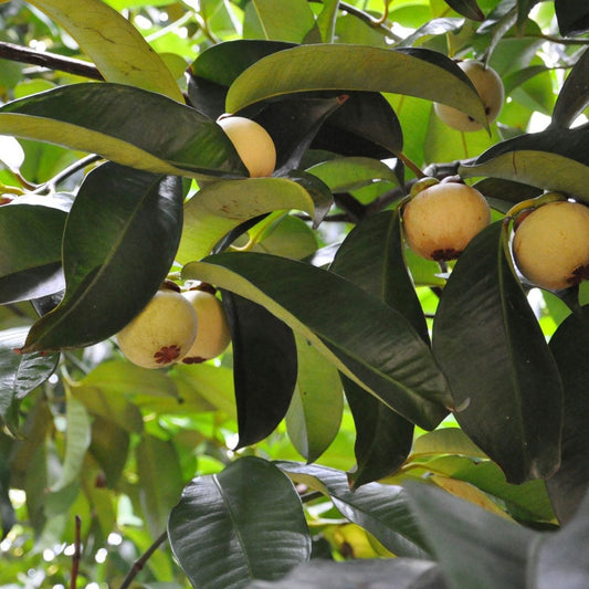 Mangosteen (Garcinia mangostana) Seeds for Planting – Heirloom, Non-GMO, Tropical Tree, Indoor/Outdoor Growing