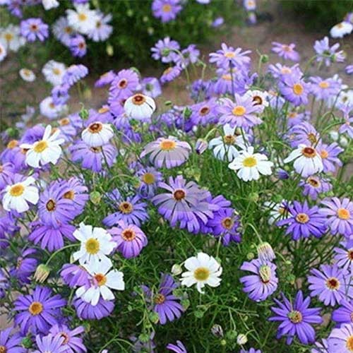 Brachycome Mixed Colors Brachycome Iberidifolia – Compact Flower Garden Seeds
