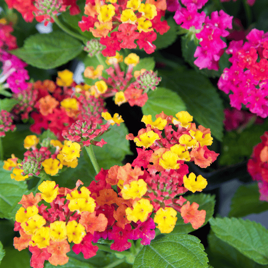 Mixed Lantana Seeds Vibrant Multi-Color Blooms Hardy Perennial for Butterfly Gardens