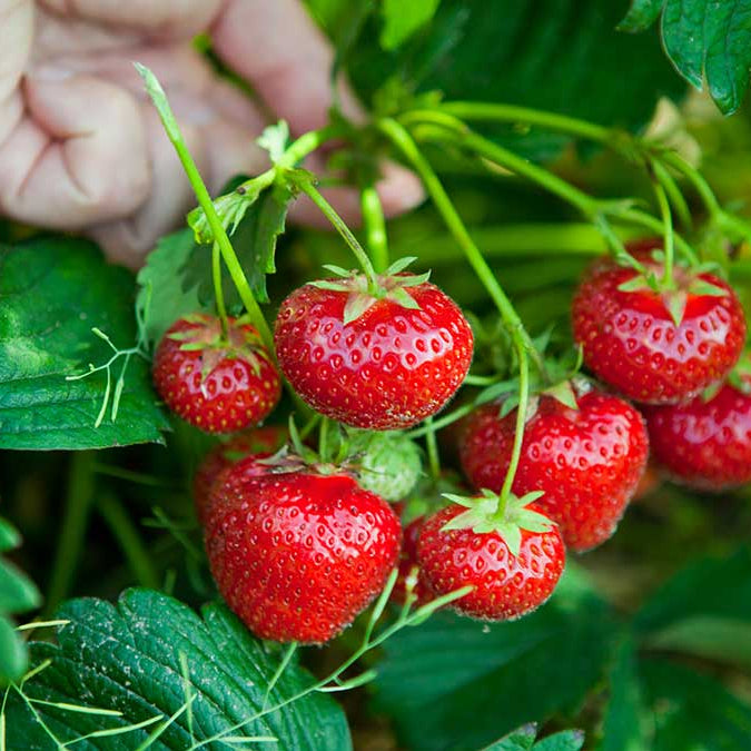 Everbearing Strawberry – Vegetable Seeds