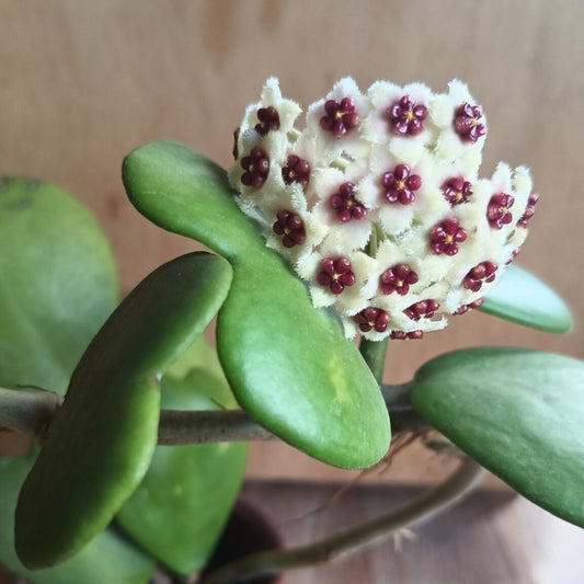 Hoya Kerrii Flowering Plant Seeds – Heirloom, Non-GMO, Easy to Grow Tropical Houseplant