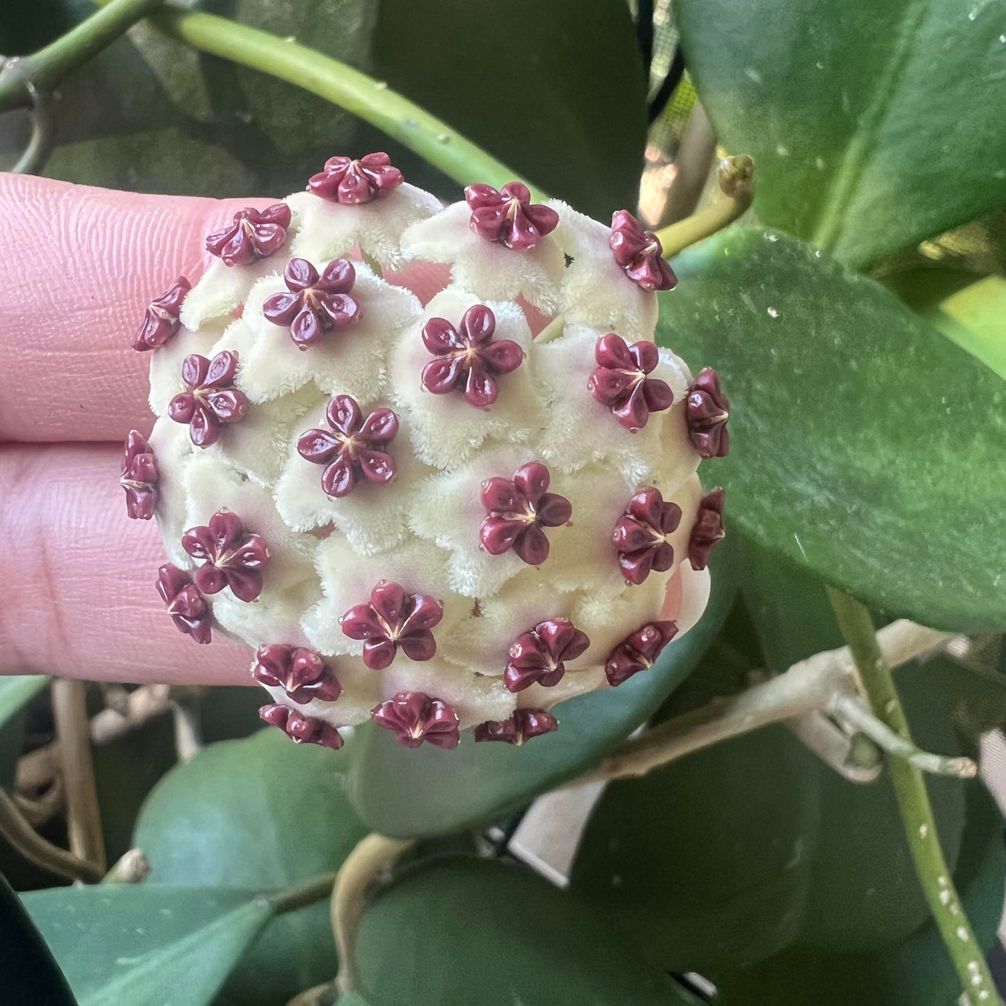 Hoya Kerrii Flowering Plant Seeds – Heirloom, Non-GMO, Easy to Grow Tropical Houseplant