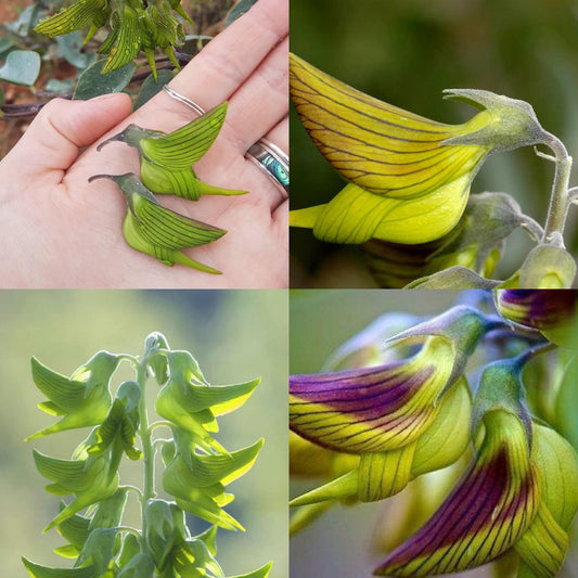 Regal Birdflower Crotalaria Cunninghamii – Hummingbird Attracting Flower Seeds