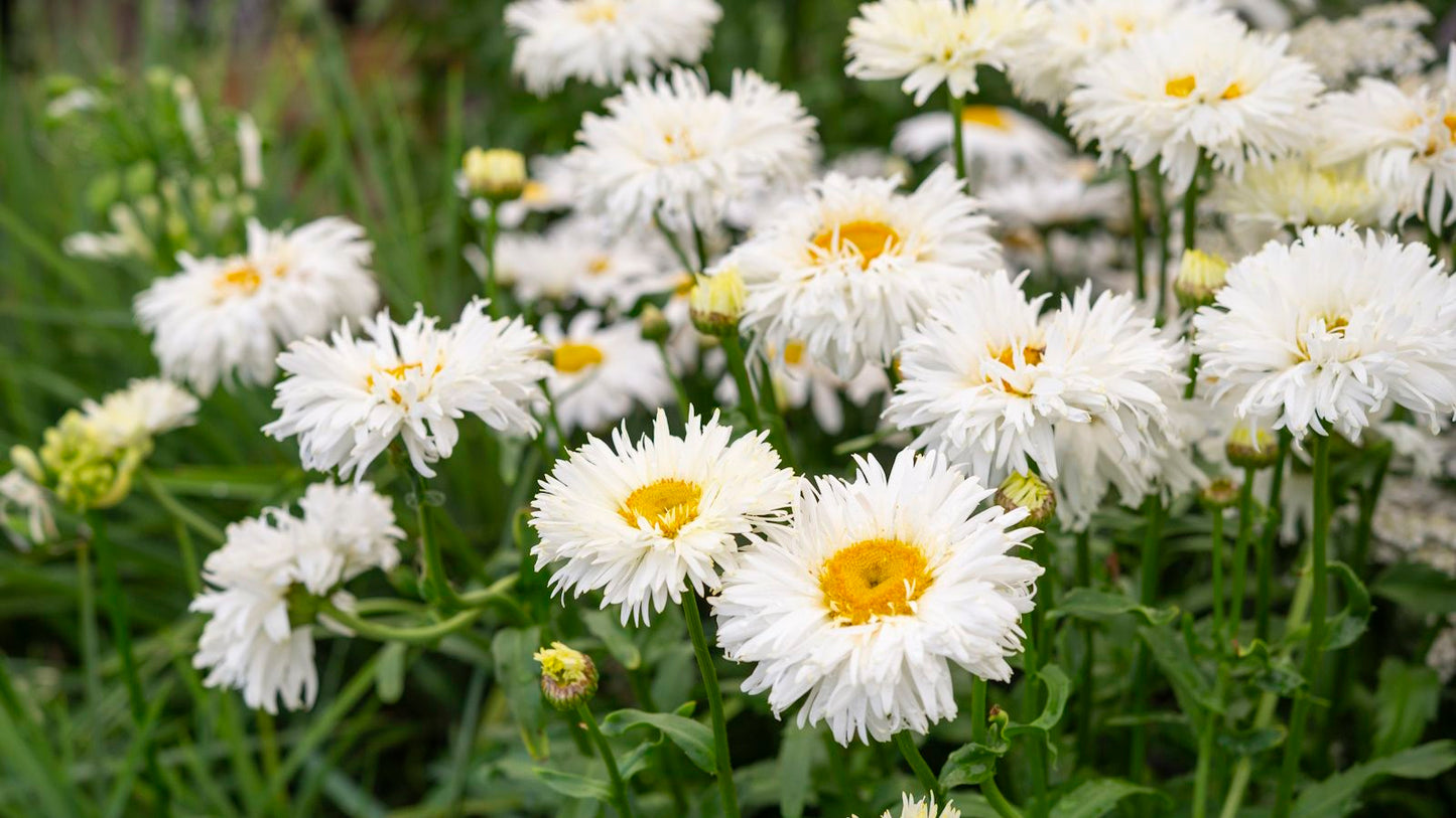 Alaska Shasta Daisy Leucanthemum – Perennial Garden Flower Seeds