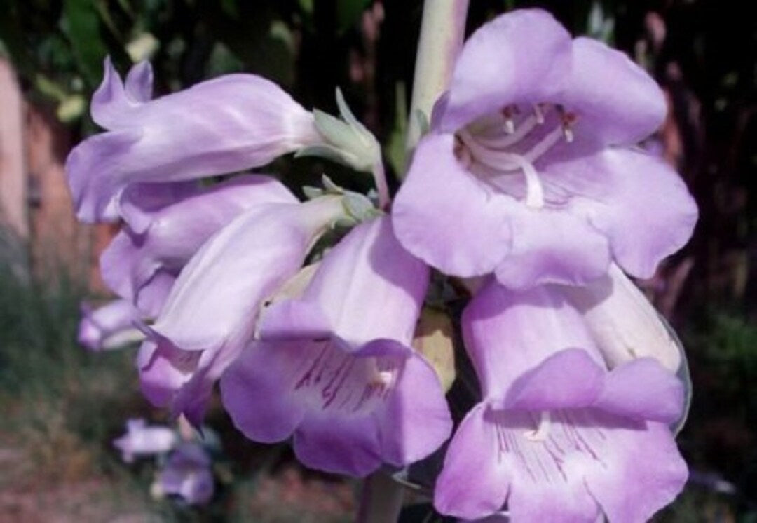 Grandifora Purple Beardtongue – Perennial Flower Seeds
