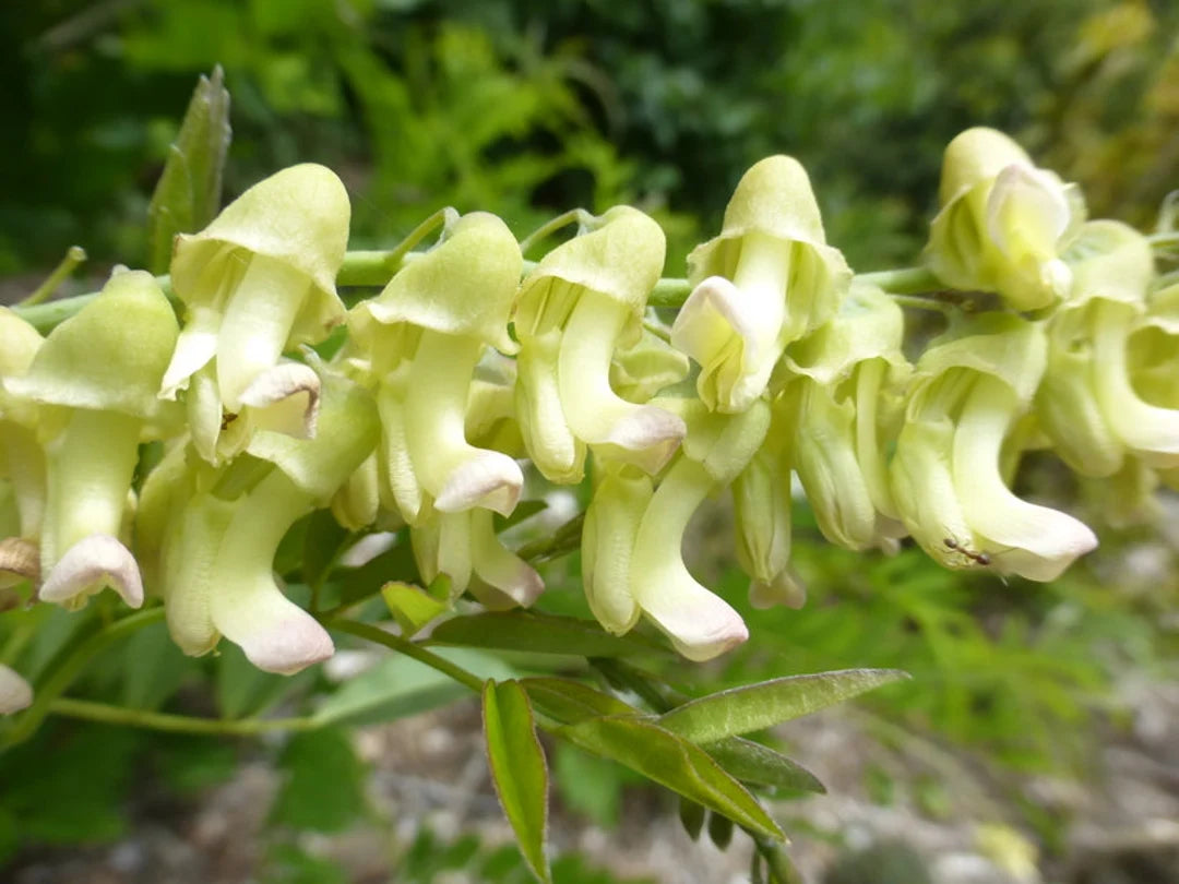 Sophora Flavescens – Dwarf Garden Shrub Herb Seeds