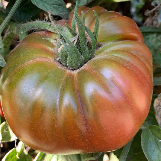 Ananas Noir Tomato – Heirloom Garden Vegetable Seeds