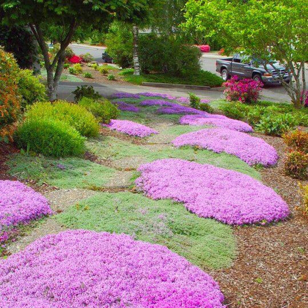 Creeping Thyme Ornamental Garden Herb Seeds