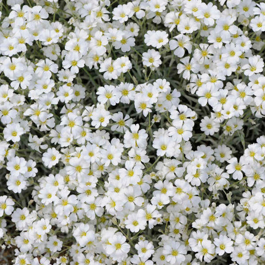 Cerastium Perennial Flower – Perennial Flower Seeds