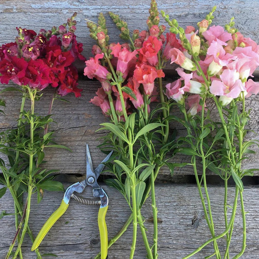 Snapdragon Antirrhinum Lucky – Colorful, Annual Flower Seeds