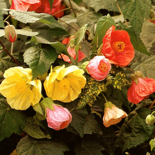 Abutilon Bella Flower – Mixed, Perennial Flower Seeds