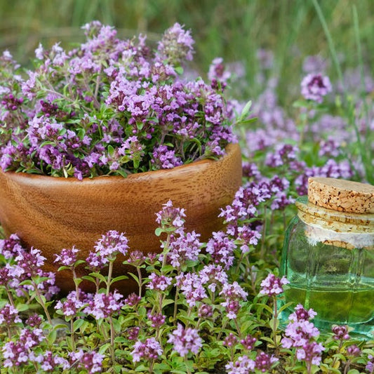 Creeping Thyme Thymus Serpyllum Bulk Flower Seeds