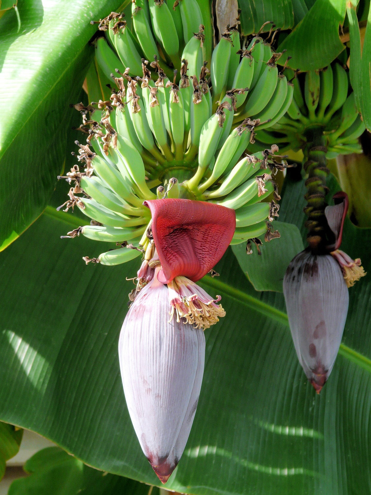 Musa Nagensium – Ornamental Banana Tree Seeds
