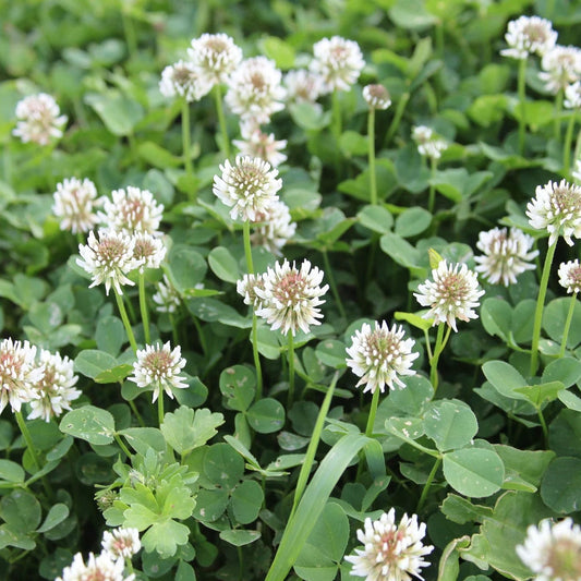 White Clover (Trifolium repens) Ground Cover Seeds for Planting – Heirloom, Non-GMO, Fast-Growing, Drought-Tolerant, Perennial