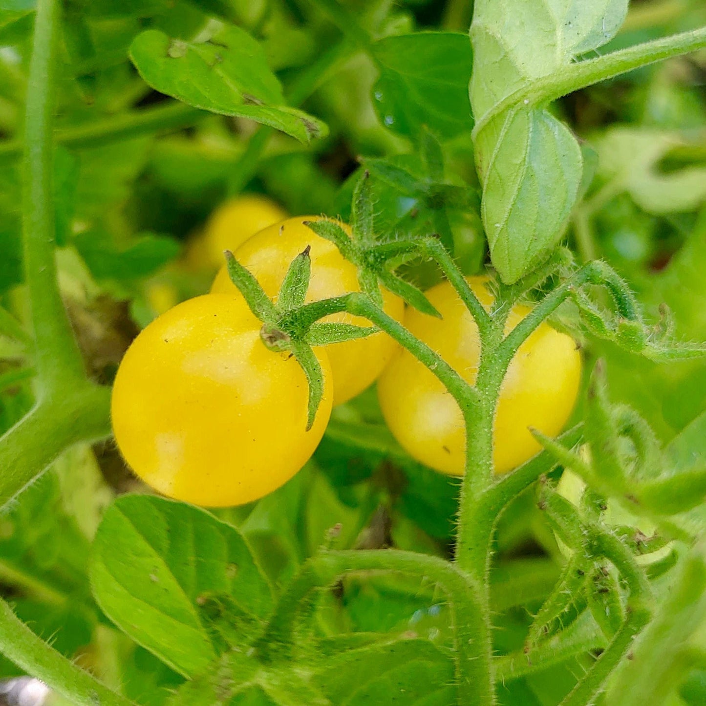 Galapagos Island Tomato Solanum Cheesmaniae – Hardy Vegetable Seeds