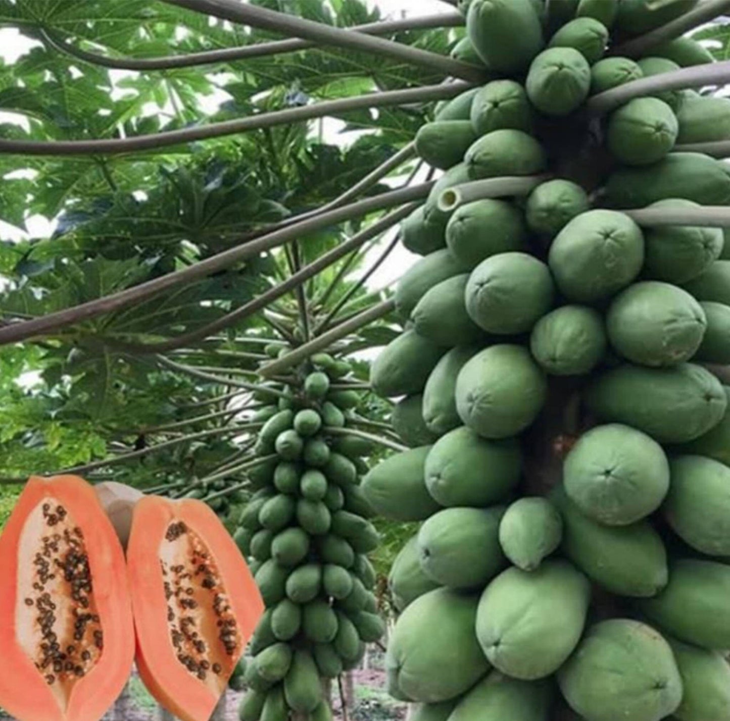 Solo Sunrise Papaya Seeds – Heirloom, Non-GMO, Tropical Fruit Variety for Planting