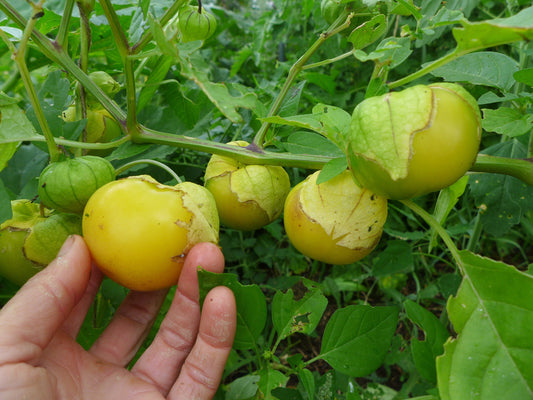 Dr Wyche Yellow Tomato – Heirloom Vegetable Seeds