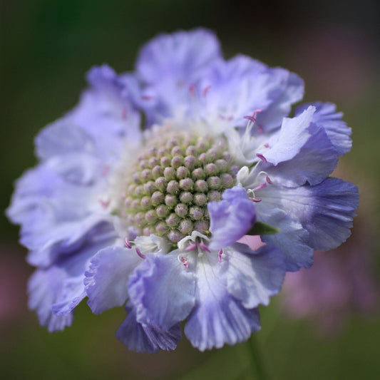 Scabiosa Caucasica ‘Perfecta Blue’ Seeds – Lavender-Blue Flower Seeds for Gardens