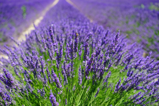 Lavender Silk Japanese – Garden Herb Seeds
