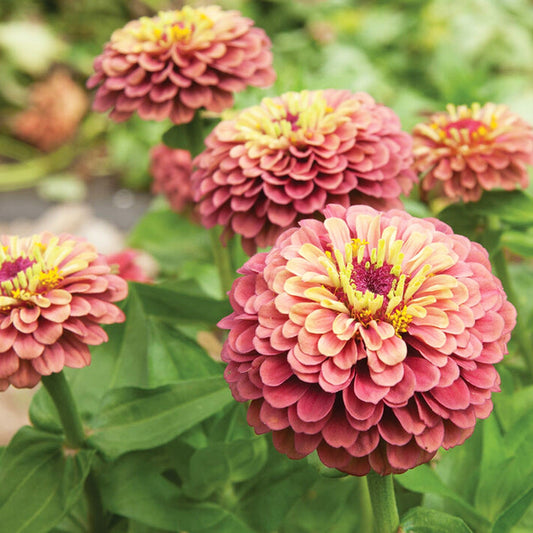Zinnia Seeds Queen Red Lime Perennial Flower Seeds