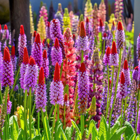 Primula Vialii Orchid – Perennial Flower Seeds