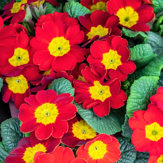 Scarlet Ruffle Primrose – Perennial Flower Seeds