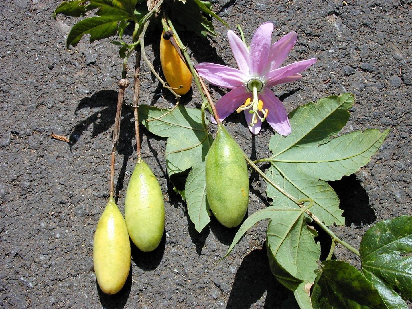 Banana Passionfruit Passiflora Tarminiana – Fruit Vine Seeds