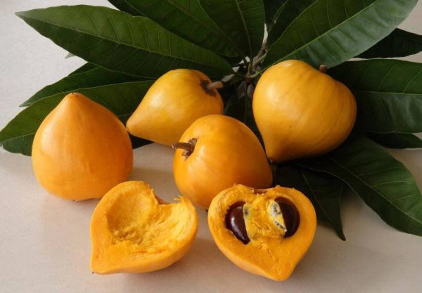 Premium Lucuma Fruit Seeds – Exotic Tropical Tree Seeds for Home Growing
