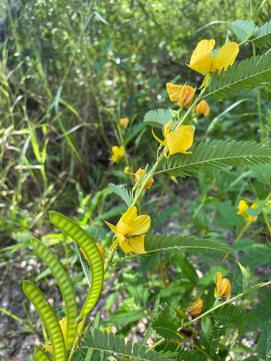 Partridge Pea For Planting – Vegetable Seeds High Yield