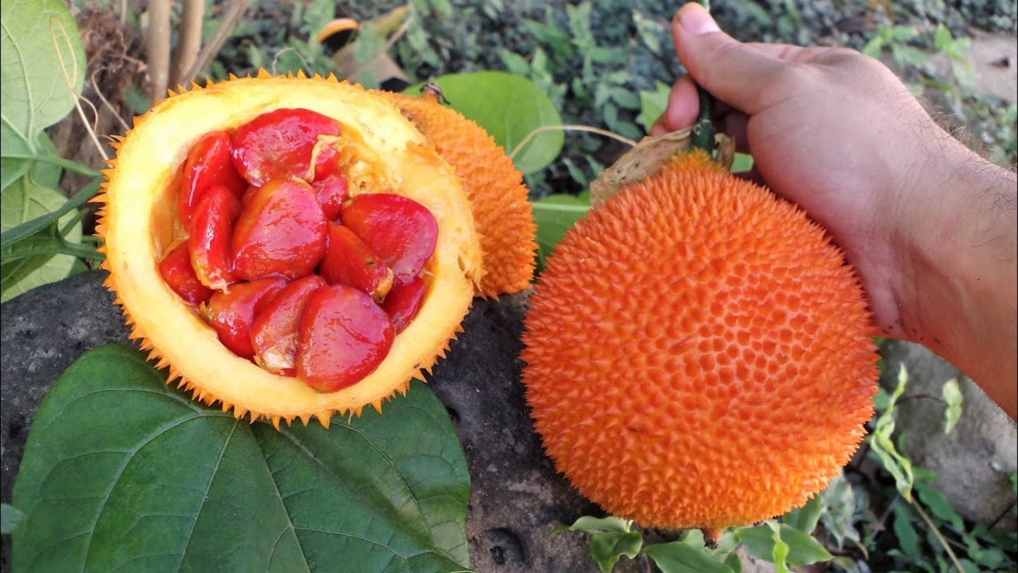Momordica Cochinchinensis – Edible Gac Fruit Vine Seeds