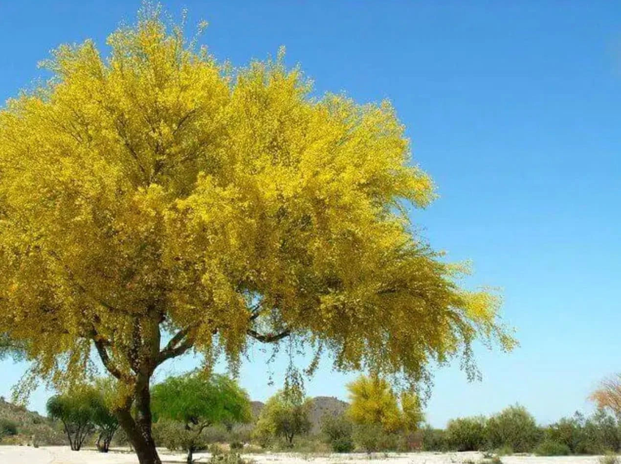 Yellow Palo Verde Parkinsonia Microphylla – Desert Tree Seeds